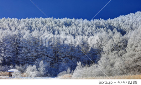 聖高原の霧氷 47478289