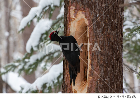 クマゲラ 47478536