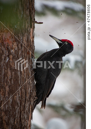 クマゲラ 47478606