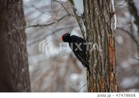 クマゲラ 47478608