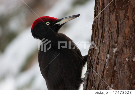 クマゲラ 47478628