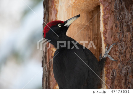 クマゲラ 47478651