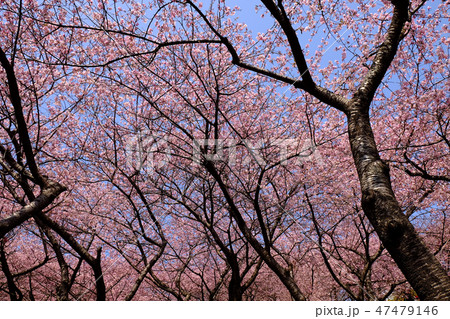 河津桜の風景・松田町 河津桜の風景・松田町 47479146