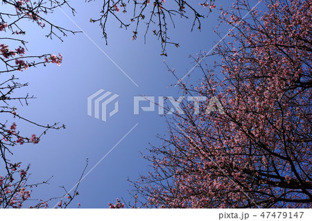 河津桜 河津桜 47479147