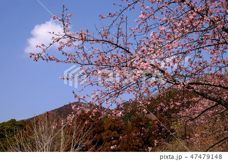 河津桜の風景・松田町 河津桜の風景・松田町 47479148