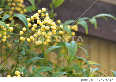 白い南天 47479737