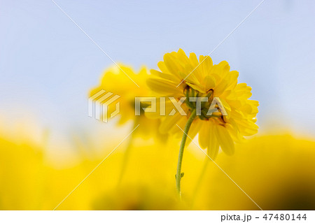 Smooth yellow chrysanthemum in the blue sky. Smooth yellow chrysanthemum in the blue sky. 47480144