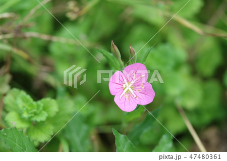 雌蕊が大きなユウゲショウ（夕化粧） 47480361