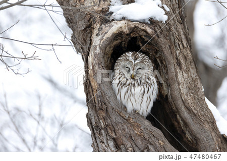 エゾフクロウ 47480467