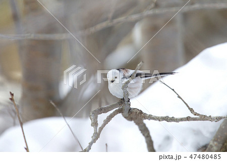 シマエナガ 47480485