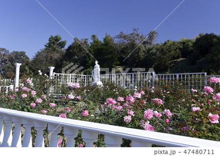 生田緑地のばら園 生田緑地のばら園 47480711