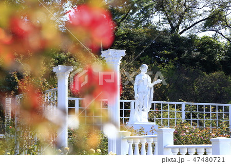 生田緑地のばら園 生田緑地のばら園 47480721