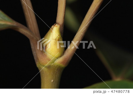 自然　植物　カクレミノ、冬芽です。玉ねぎかラッキョウの様な感じ 47480778