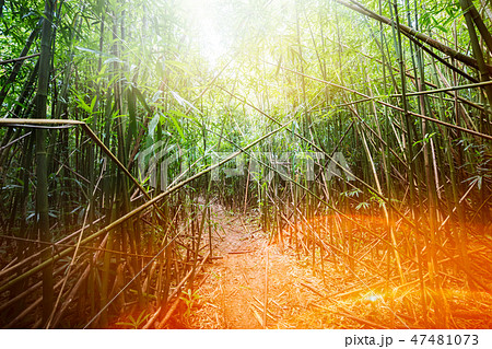 Bamboo forest sunny empty natural trail 47481073
