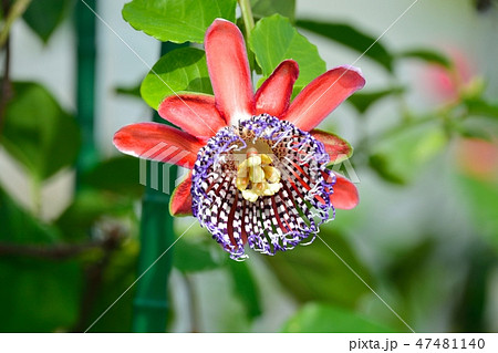 時計草(パッシフローラ・デカイスネアナ) 時計草(パッシフローラ・デカイスネアナ) 47481140