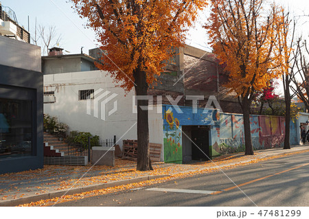 With an autumn flavor, autumn forest landscape with red leaves 104 47481299