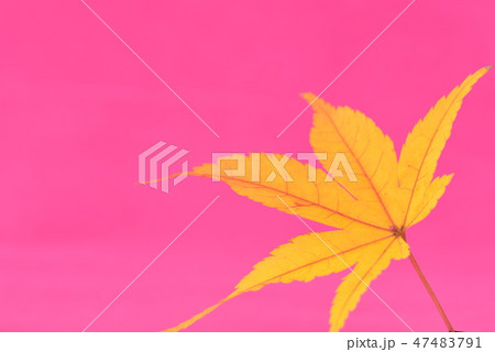 紅葉の背景 紅葉の背景 47483791