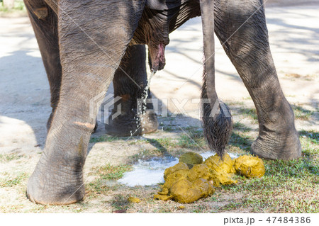 A Thai Elephant with ELEPHANT DUNG 47484386
