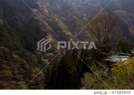 昔も今も行き交う旅人達・春の奥多摩むかし道 昔も今も行き交う旅人達・春の奥多摩むかし道 47484956