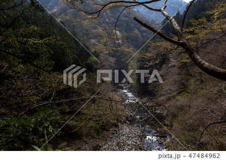 昔も今も行き交う旅人達・春の奥多摩むかし道 47484962