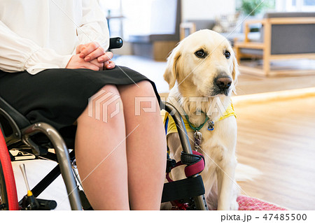 日本ユニバーサルマナー協会監修素材 介助犬 障害者 車椅子 ビジネス 日本ユニバーサルマナー協会監修素材 介助犬 障害者 車椅子 ビジネス 47485500