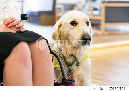 日本ユニバーサルマナー協会監修素材 介助犬 障害者 車椅子 ビジネス 日本ユニバーサルマナー協会監修素材 介助犬 障害者 車椅子 ビジネス 47485501