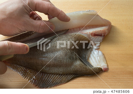 鰈を捌く 47485606