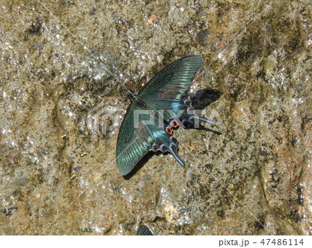 青い蝶々 春のミヤマカラスアゲハ ( 2018年春5月 福井県大野市 ) 47486114