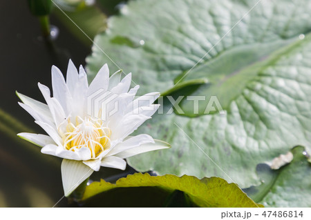 Lotus flower or water lily flower blooming. 47486814