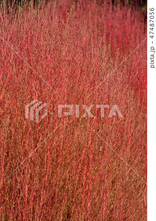 紅葉したコキア 47487056