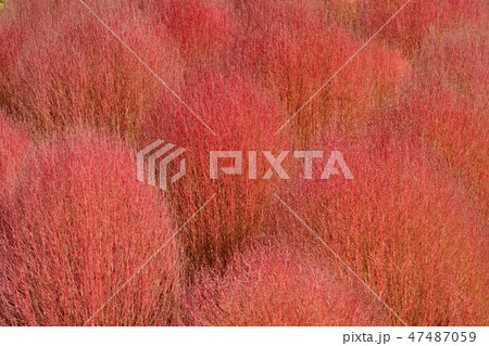 紅葉したコキア 47487059
