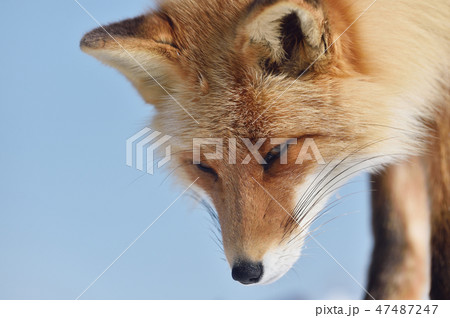 鋭い顔のキタキツネ(北海道) 鋭い顔のキタキツネ(北海道) 47487247