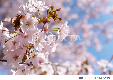 北海道の桜 帯広 緑ヶ丘公園 の写真素材