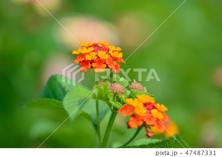 ランタナの花 ランタナの花 47487331