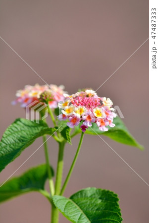 ランタナの花 ランタナの花 47487333