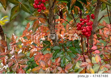 南天の実 南天の実 47487486