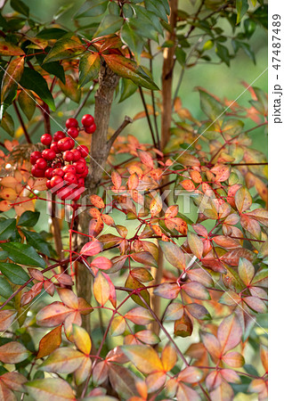 南天の実 47487489