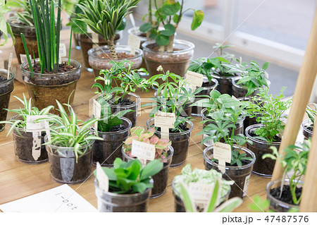 ホームセンター ホームセンター 47487576