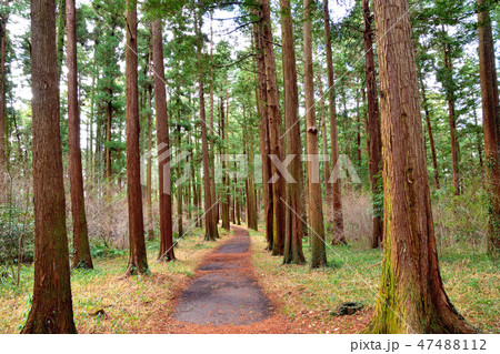 スギ林と林道 47488112