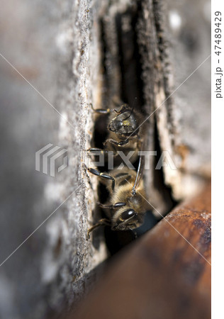 honeybee flying 47489429