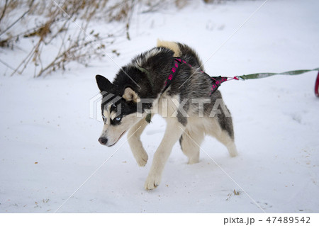 breed husky sled dogs 47489542