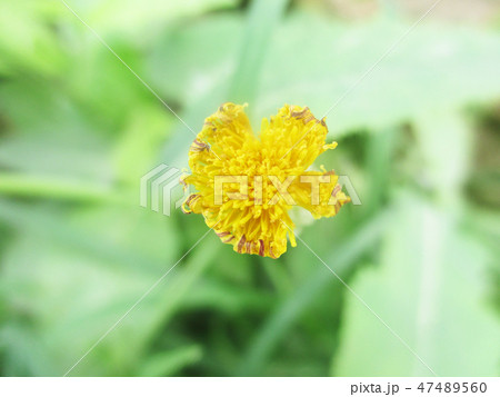 Colourful flowers, Beautiful nature photography 47489560