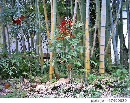 竹の庭 竹の庭 47490020
