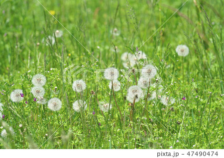 萌ゆる琵琶湖 萌ゆる琵琶湖 47490474