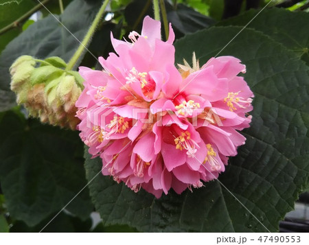 ピンクボール アップ 47490553