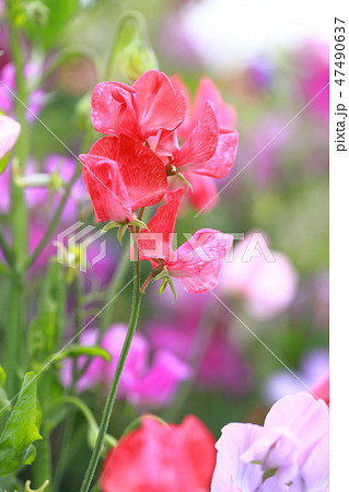 カラフルなスイートピー カラフルなスイートピー 47490637