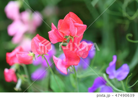 カラフルなスイートピー 47490639