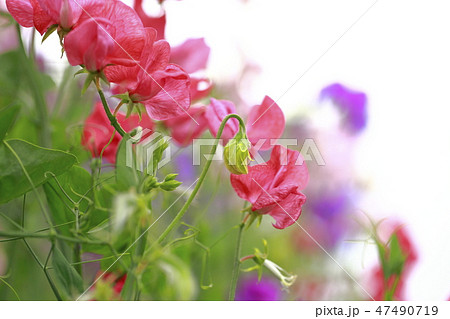 カラフルなスイートピー カラフルなスイートピー 47490719