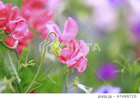 カラフルなスイートピー 47490720