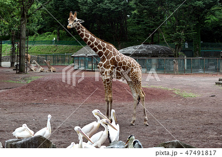多摩動物公園 共存するペリカンとキリン 多摩動物公園 共存するペリカンとキリン 47491817